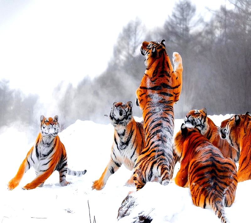 tigers , tigers, HD wallpaper
