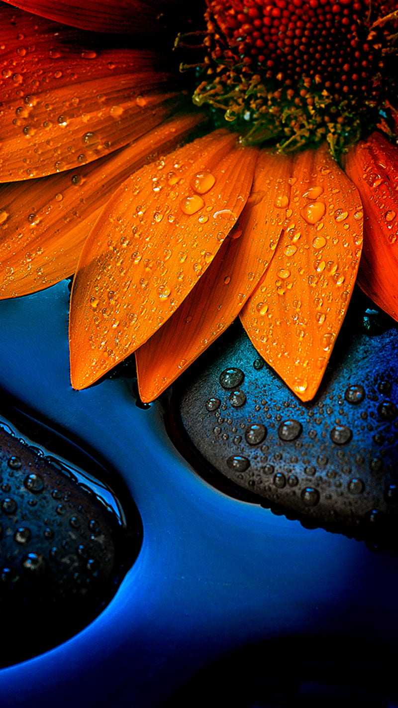 Orange Sunflower, HD phone wallpaper
