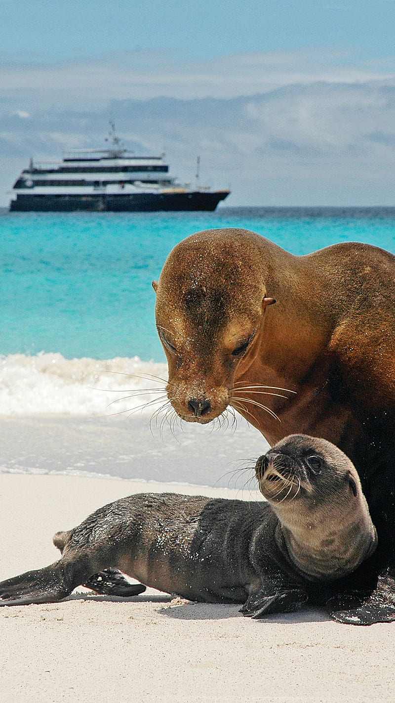 Sea lion and pup, galapagos, islands, pup, sea lion, HD phone wallpaper