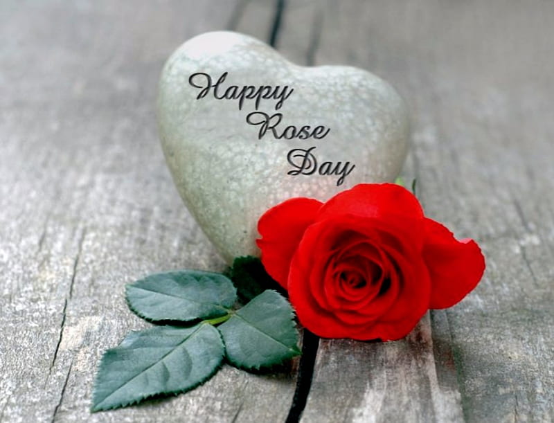 Happy Rose Day, Red, Rose, Happy, Flowers, Day, Nature, HD wallpaper |  Peakpx