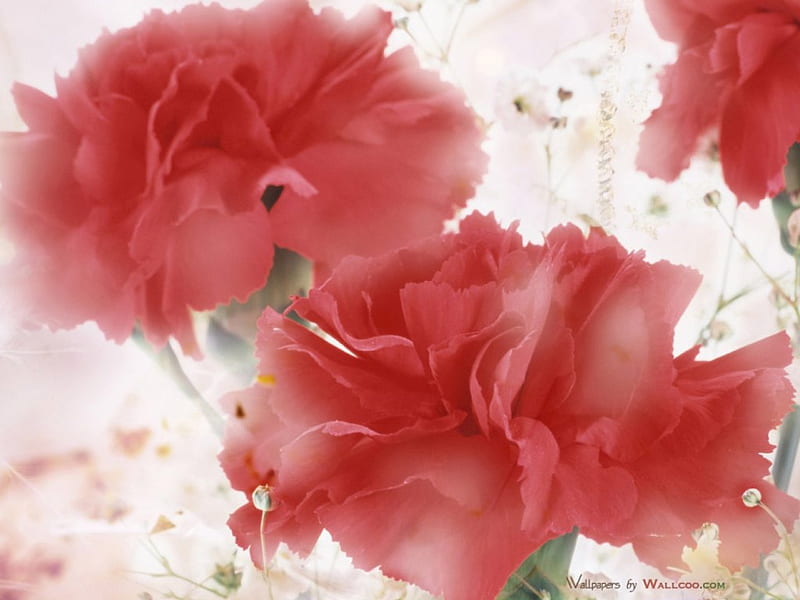 Carnation flower, flower, desenho, red, carnation, HD wallpaper