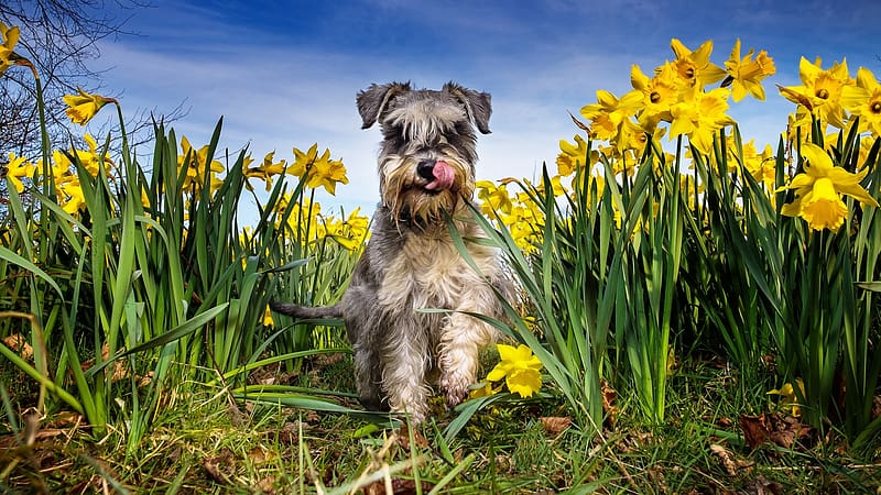 Dog in a field of Daffodils, flowers, spring, blossoms, field, HD wallpaper