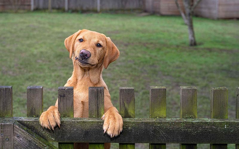 :), dog, animal, fence, cute, rural life, paw, caine, HD wallpaper