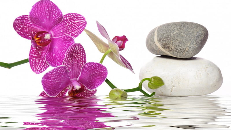 Spa, still life, orchids, water, stones, flowers, towel, pink, HD wallpaper