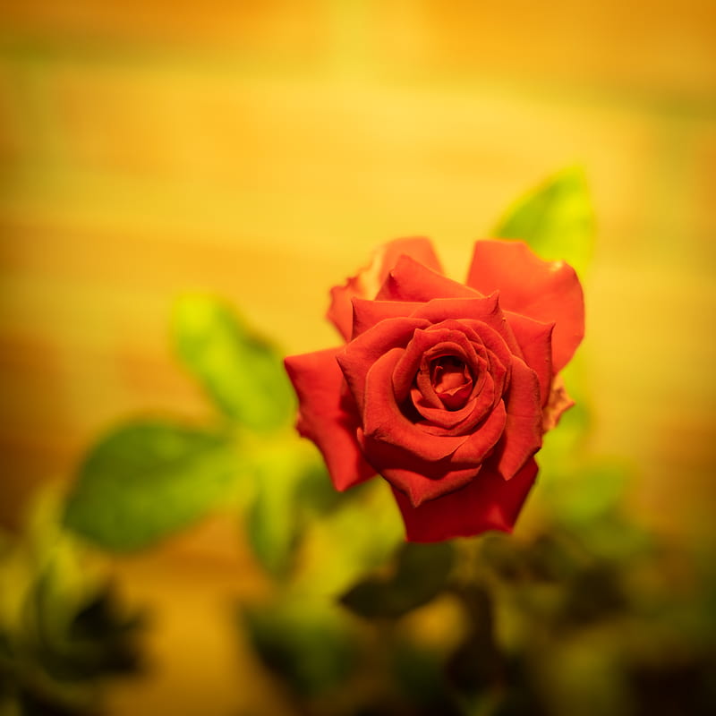 pink rose in bloom close up, HD phone wallpaper