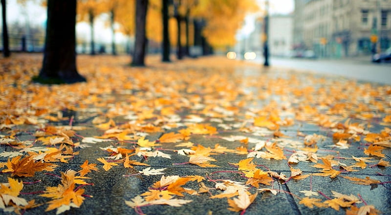 Avenue, leaves, graphy, autumn, abstract, seasons, foliage, leaf, fall, rainy, HD wallpaper