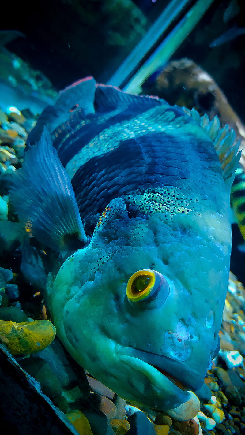 Pez animales agua azul, azul, color, colores, marino, pecera, peces, Fondo  de pantalla de teléfono HD | Peakpx