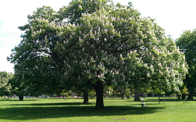 Horse-Chestnut in Blooms, tree, horse-chestnut, spring, park, blooms, HD wallpaper
