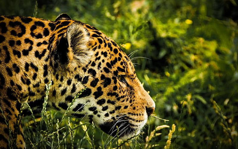 Jaguar wildlife, predators, jungle, wild cat, Panthera onca, HD wallpaper