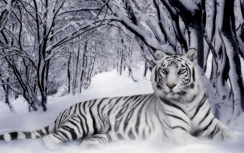 White Tiger, kev, snow, whitetiger, tiger, white, cat, trees, HD wallpaper