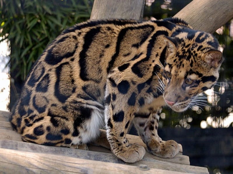 clouded leopard, endangered, jungle, forests, rare, HD wallpaper