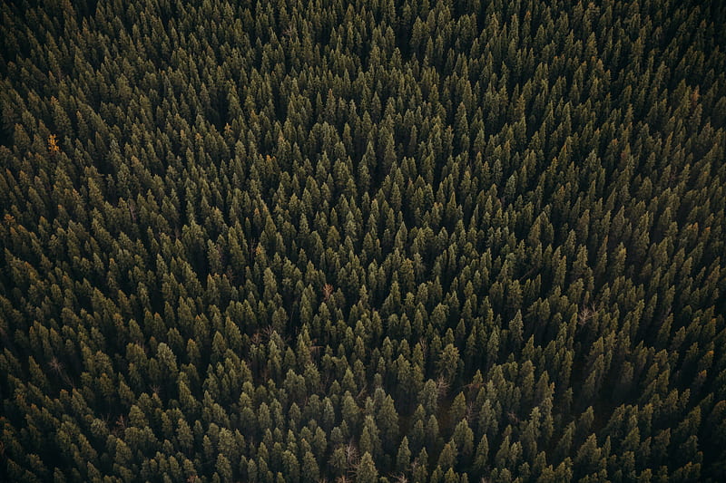 forest, aerial view, pines, trees, coniferous, green, HD wallpaper