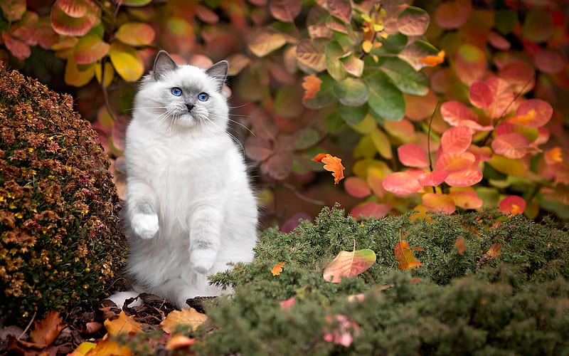 Ragdoll, autumn, cute animals, cats, pets, Ragdoll Cat, HD wallpaper