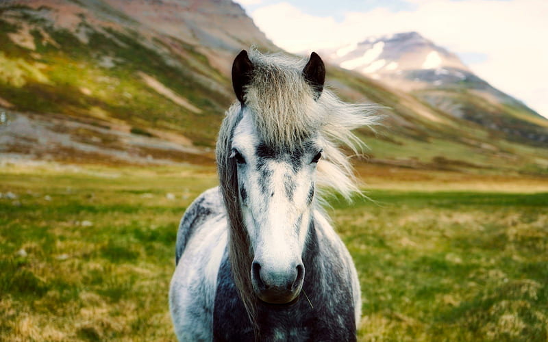 Icelandic Horse, mountains, horses, close-up, wildlife, Iceland, HD wallpaper