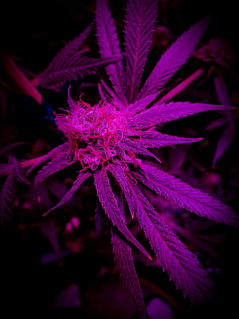 Marijuana, 420, bud, buds, flower, green, plant, pot, smoke, HD phone wallpaper