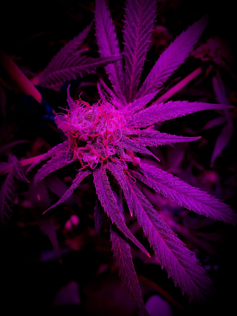 Marijuana , 420, bud, buds, flower, green, plant, pot, smoke, HD phone wallpaper