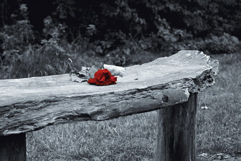Forgotten, red, bench, fogotten, rose, HD wallpaper