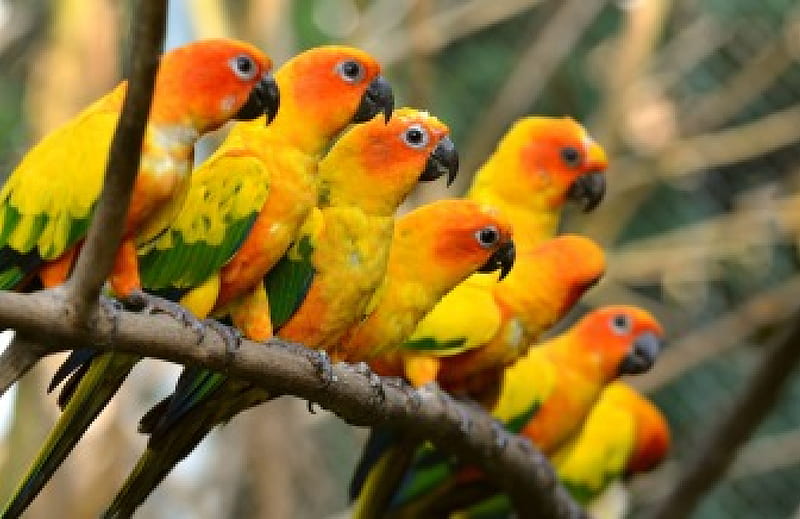Colorful parrots, pretty, rest, lorikeet, colorful, lovely, birds, bonito, branch, cute, tree, nice, nature, parrots, friends, HD wallpaper