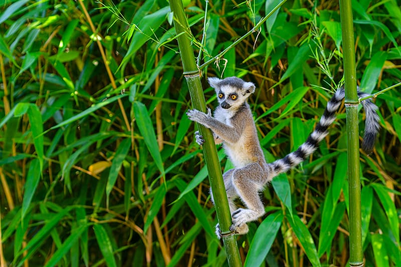 Ringtailed Lemur, animal, nature, ringtailed, lemur, HD wallpaper