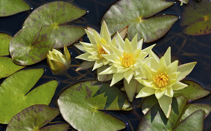 Lotus, flowers, lake, wayer, HD wallpaper