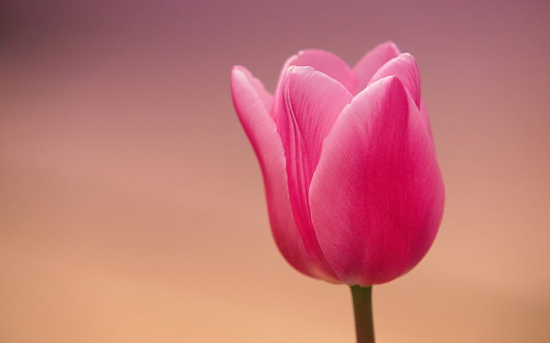 Pink Tulip Closeup, HD wallpaper