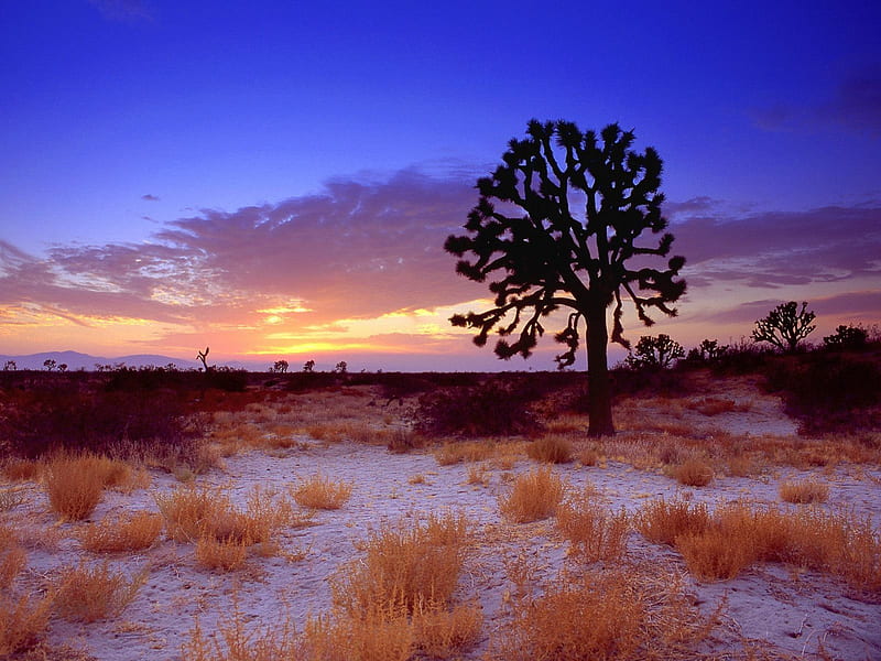 sunset on joshua tree in the mojave desert, nature, deserts, HD wallpaper