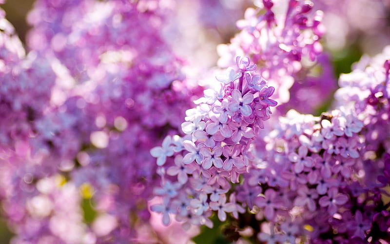 lilac nature flowers-Plants Macro, HD wallpaper