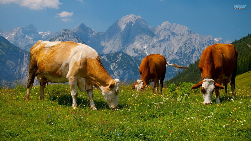 cows grazing on the beautiful alps, view, mountains, cows, meadow, HD wallpaper