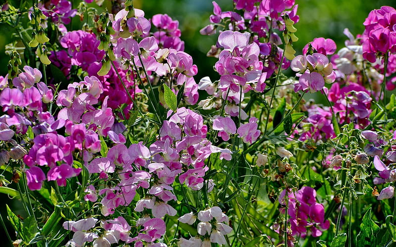 Sweet Peas, flowers, nature, pink, HD wallpaper