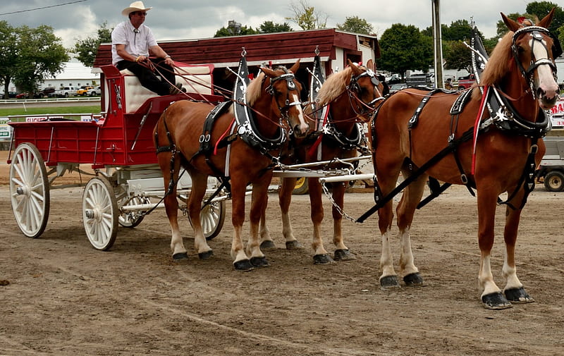 Driving the horses, county fair, ponies, cowboy, horse drawn carriage, horseback, carriage, HD wallpaper