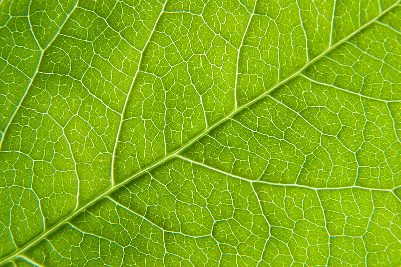 leaf, macro, green, cranny, HD wallpaper