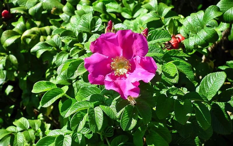 Bee on Wild Rose, bee, flower, pink, wild rose, HD wallpaper
