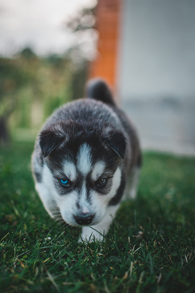 puppy, husky, dog, cute, heterochromia, HD phone wallpaper