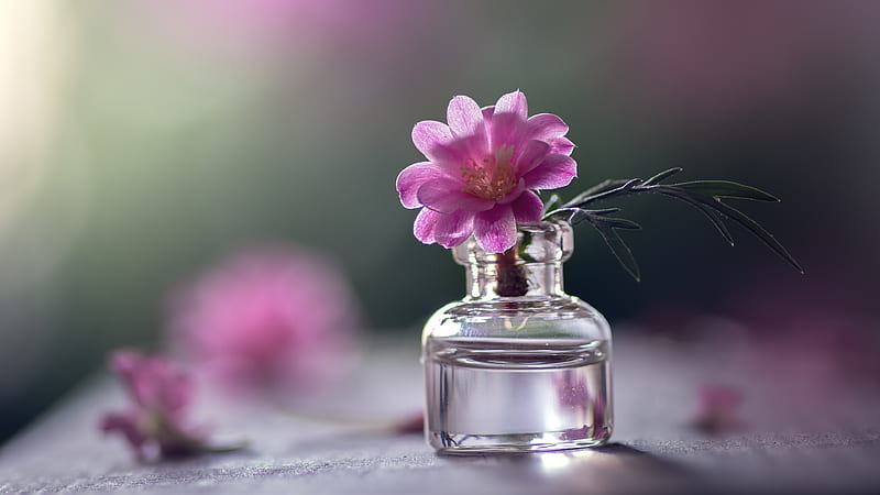 Flower, pink, jar, bottle, glass, HD wallpaper | Peakpx