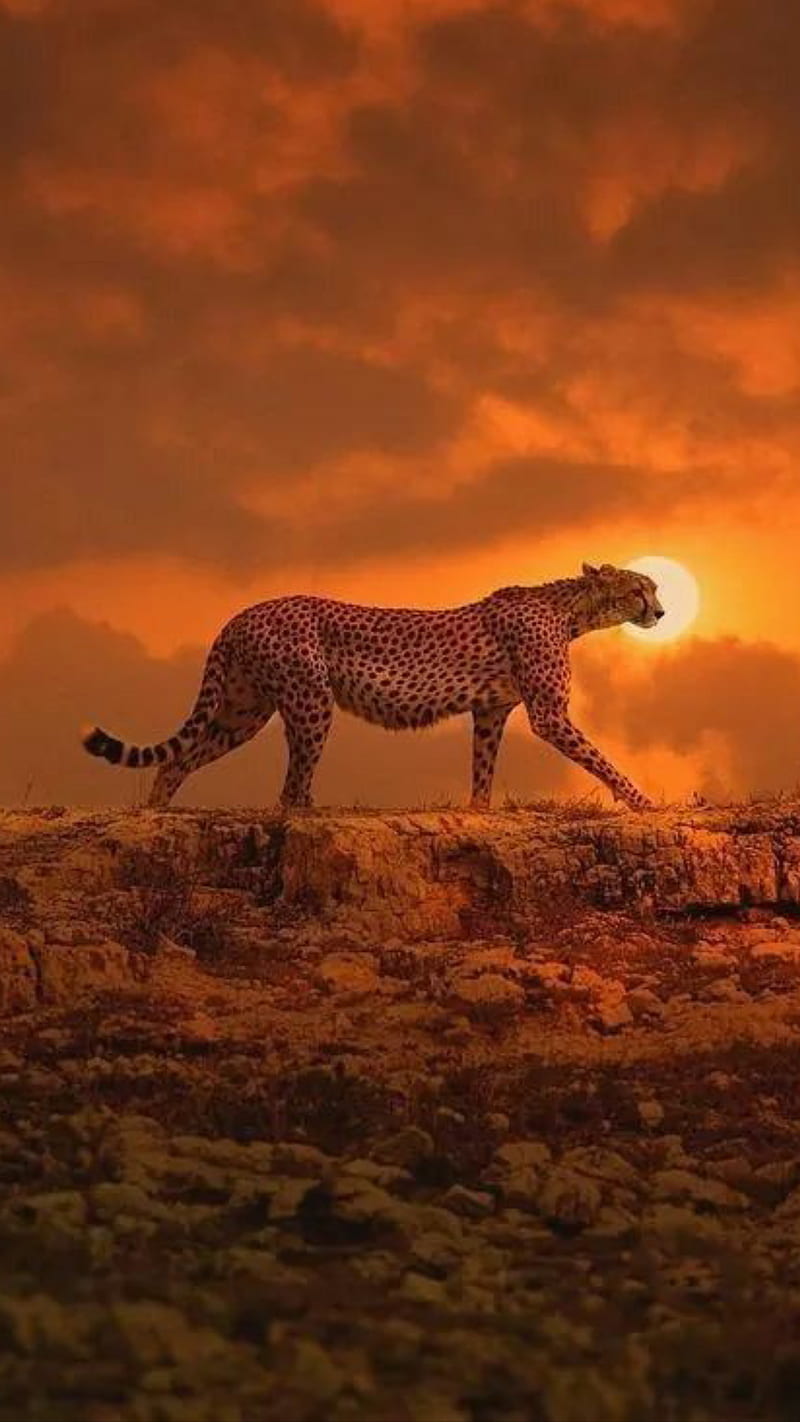 Jaguar, animal, sun, sunset, walking, wild, HD phone wallpaper