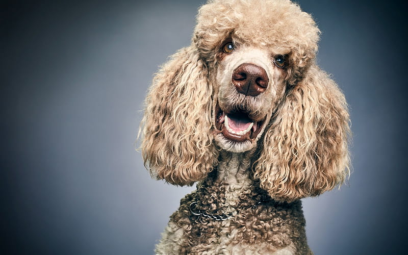 poodle, curly dog, pets, cute animals, dogs, gray poodle, HD wallpaper