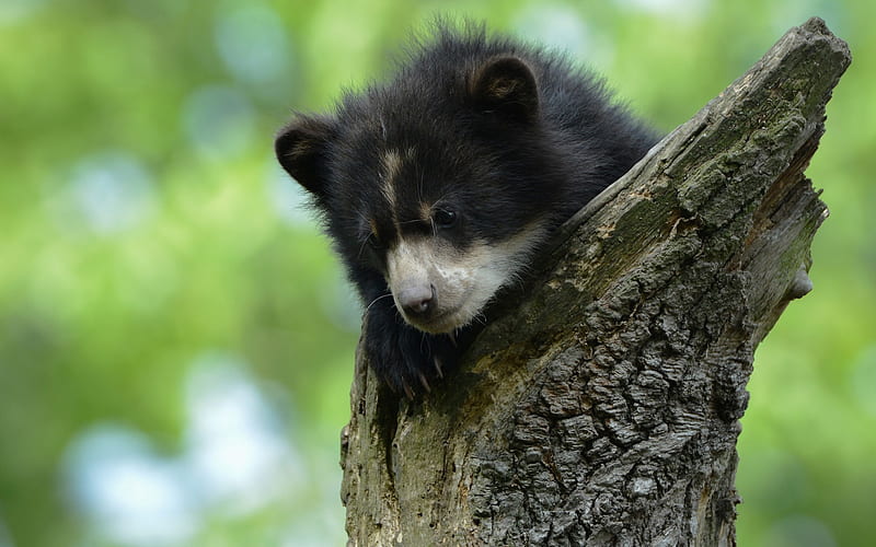 small black bear cub, baribal, wildlife, bears, cute animals, HD wallpaper