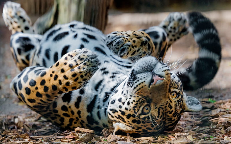 jaguar, wild cat, dangerous animals, wildlife, Panthera onca, young jaguar, HD wallpaper