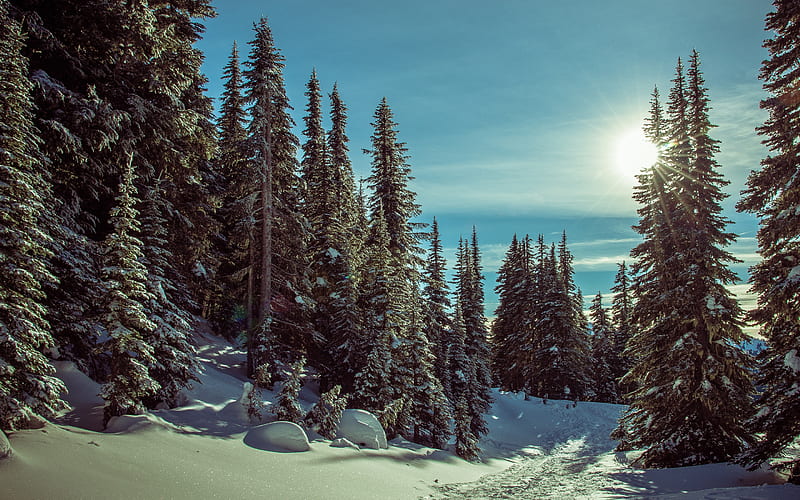 winter, forest, mountains, snow covered forest, trees, beautiful winter landscape, HD wallpaper