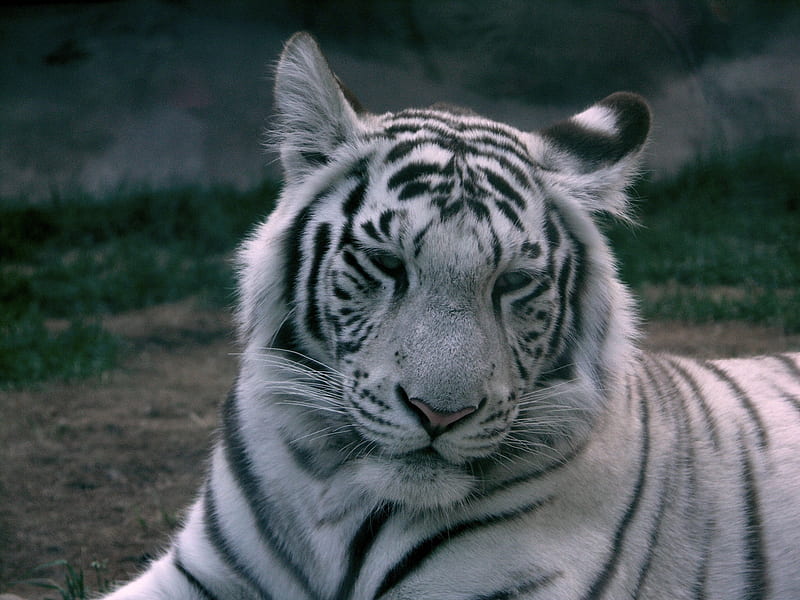 White Bangle Tiger, tiger, jaguar, feared animal, rare, cats, lion, HD wallpaper