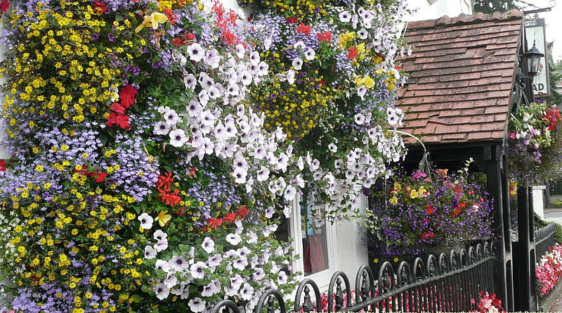 Cosy Corner, June, cottage, Summer, flowers, HD wallpaper