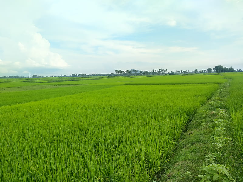 Nature view , blue sky, farmer field, green grass, nature view, HD wallpaper