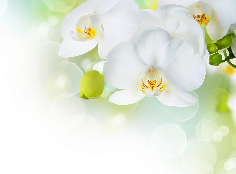 :-), flower, white, card, orchid, HD wallpaper