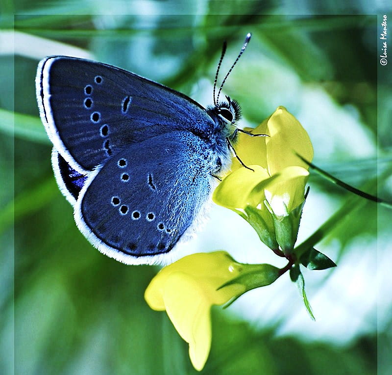 Mimic the sky, wings, butterfly, yellow flowers, blue, HD wallpaper