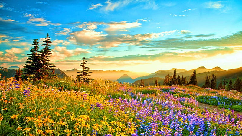 Wilderness in French Mountains, france, flowers, blossoms, sunset ...