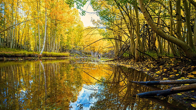 Fall Aspen Trees near Duck Creek, Utah, reflections, leaves, autumn ...