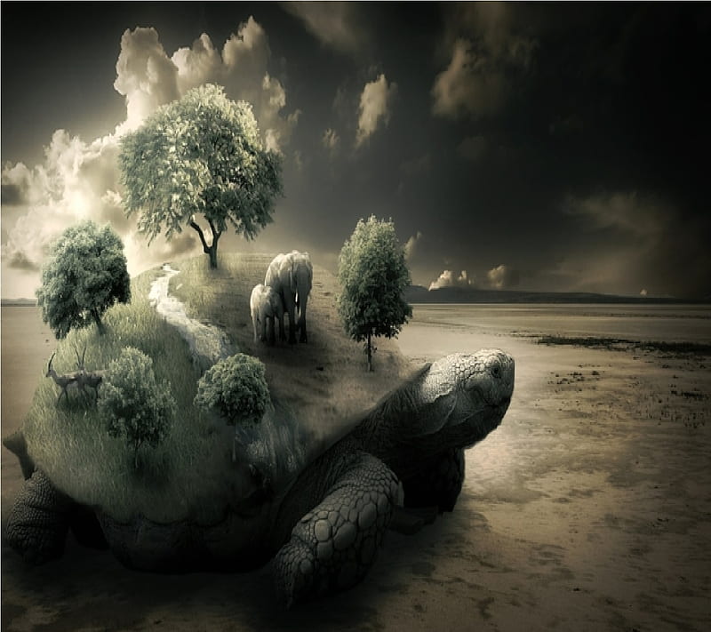 Turtle of the Earth, desert tortoise, mother earth, HD wallpaper | Peakpx