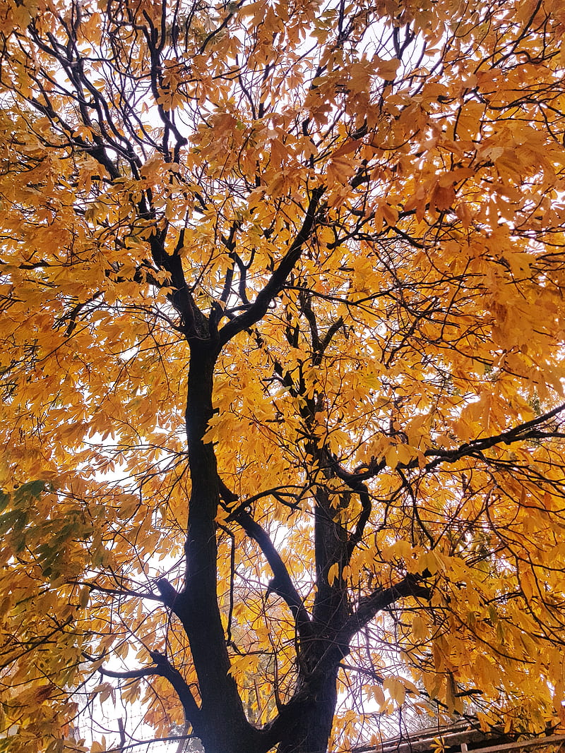 Amor, antecedentes, árbol, naranja, otoño, rosado, Fondo de pantalla