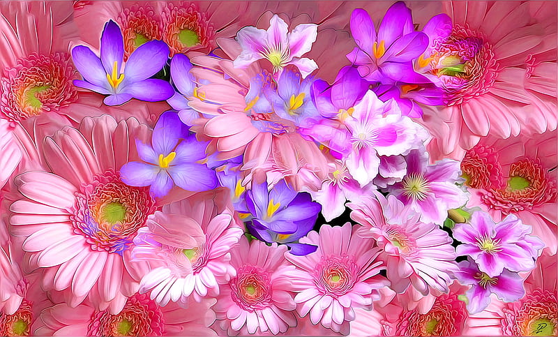 Crocuses and gerberas, art, crocus, purple, luminos, flower, gerbera, pink, HD wallpaper