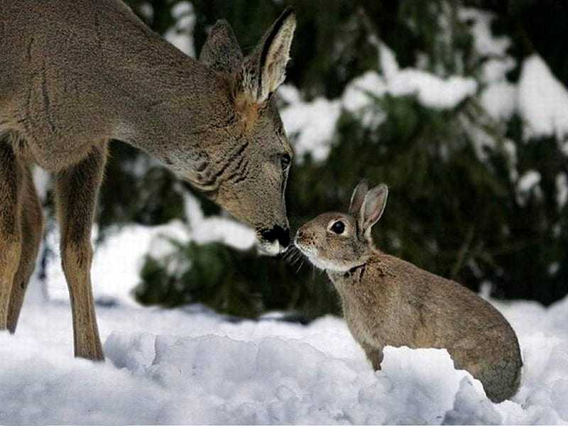 MEETING OF THE YOUNG, BABY ANIMALS, ANIMALS, RABBITS, NATURAL SCENE, WINTER, NATURE, BUNNY, DEERS, SNOW, HD wallpaper